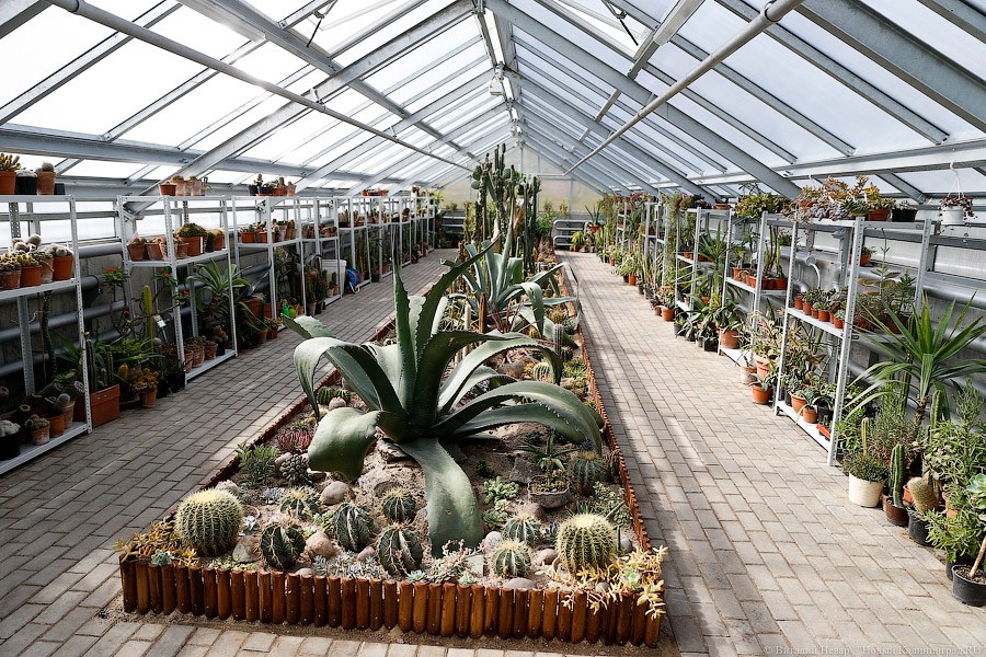 Дом для кактусов: в Ботаническом саду Калининграда открыли оранжерею (фото)