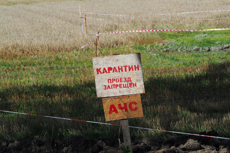 Власти заявляют, что «вопрос о нехватке мяса свиньи в регионе не стоит»