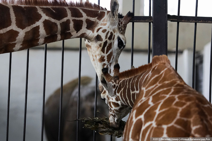«Два метра пятен»: кормление новорожденного жирафенка