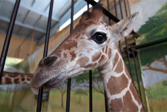 В Калининградском зоопарке от тромбоза сердца умер жирафенок