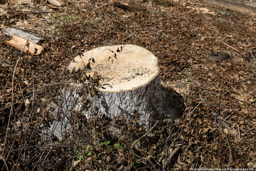 В Центральном парке Калининграда разрешили вырубить 29 деревьев