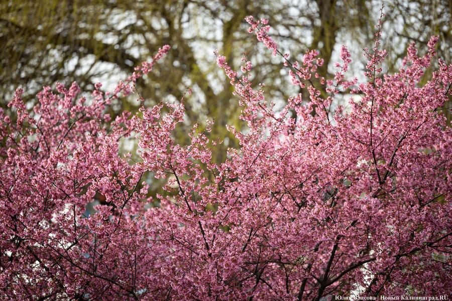 Розовое облако: в Калининграде расцвела сакура (фото)