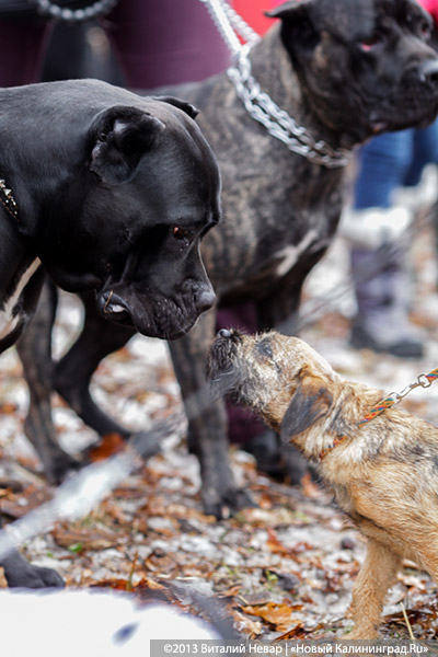 «Праздник для собак»: фоторепортаж из Ботанического сада