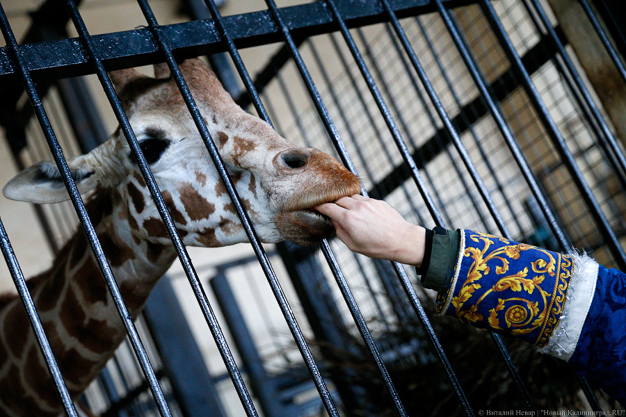 Подарки для зверей: как животных в зоопарке с Новым Годом поздравляли (фото)