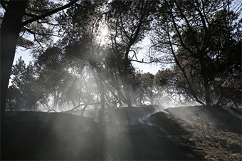 Администрация нацпарка ограничила въезд на Куршскую косу до 7 августа