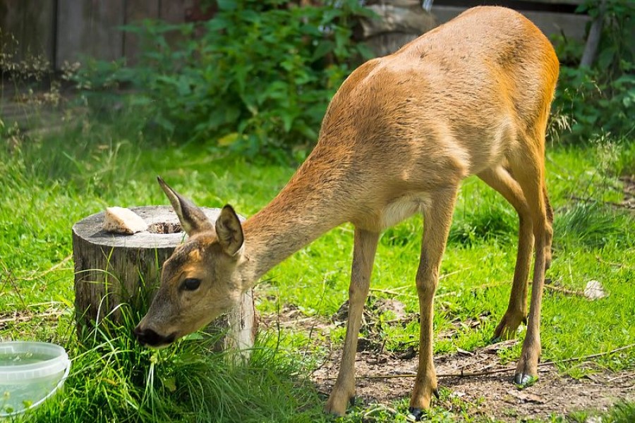 Житель Немана обнаружил в палисаднике дикую косулю