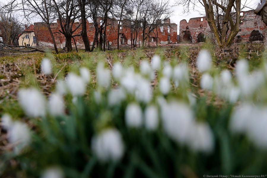 Виталий Невар / Новый Калининград 