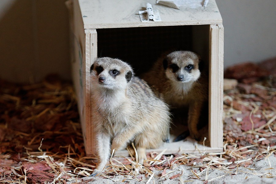 Просто милашки: в Калининградском зоопарке обживаются две самки сурикатов