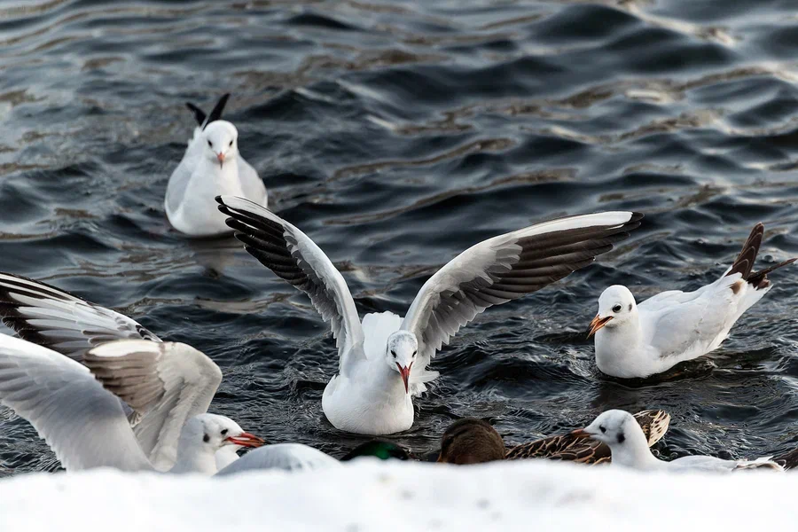 Мороз и пасмурность: погода в Калининградской области 23 января