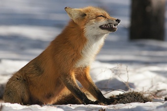 Власти выделили 900 тыс руб. на оценку эффективности вакцины для диких зверей