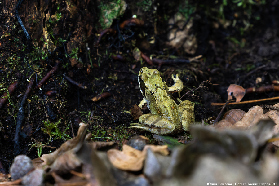 Они пошли: фоторепортаж с открытия «тихой охоты» в Калининградской области (фото)
