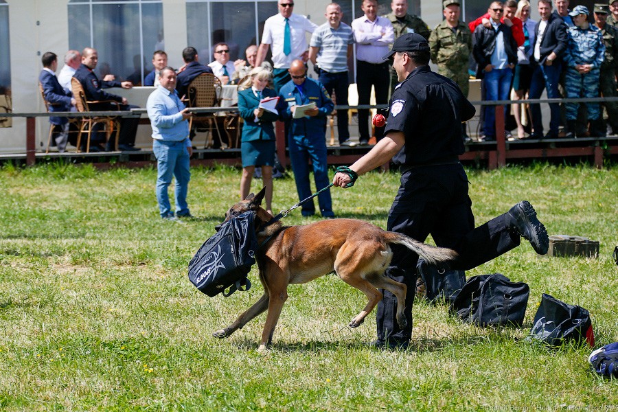 Пёс Барбос и наркокросс: под Калининградом прошли соревнования кинологов