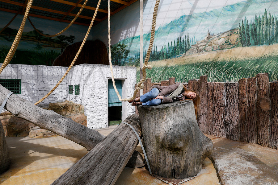 За стеклом: как живется в вольере для орангутанов Калининградского зоопарка
