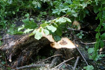 Прокуратура проверит законность вырубки леса в Чкаловске