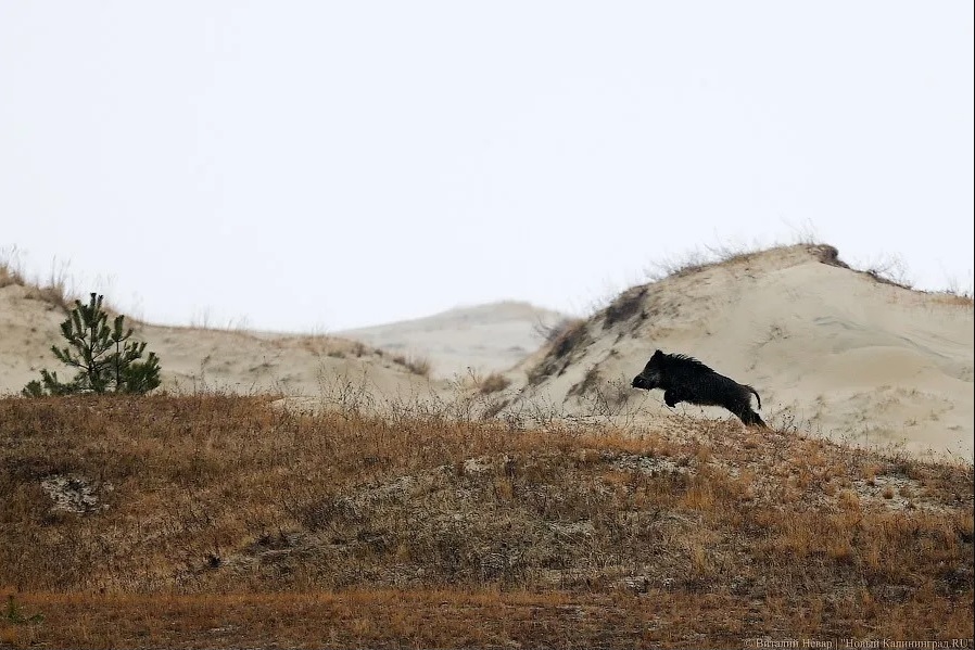 На Куршской косе сняли бегающего кабана со стрелой в шее 