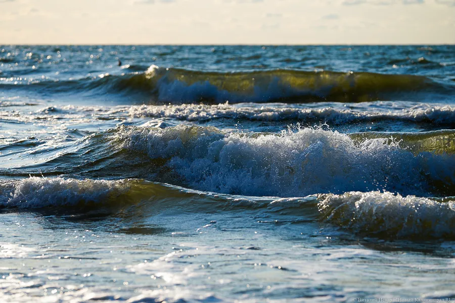 «Вот почему кильки нет на рынке»: очевидцы заметили кита на Балтике (видео)