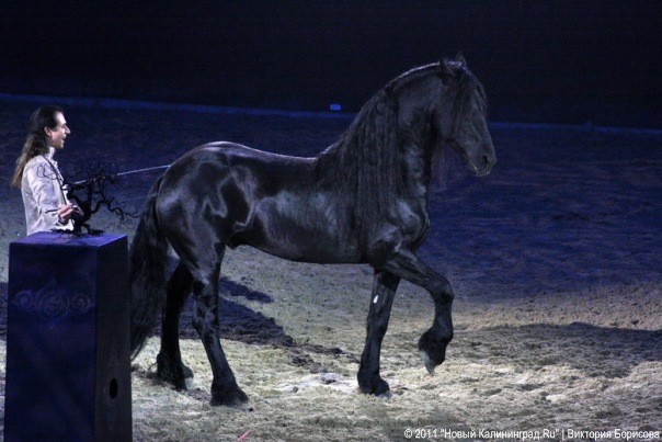 Магия конного шоу "Fabuloso": фоторепортаж "Афиши Нового Калининграда.Ru"