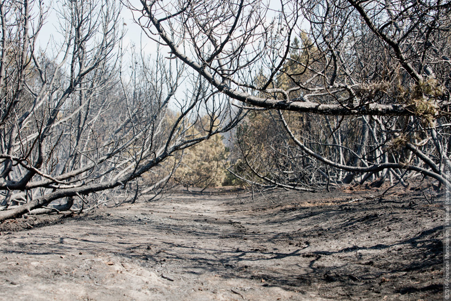 Когда рассеялся дым: после локализации лесного пожара на Куршской косе (фото)