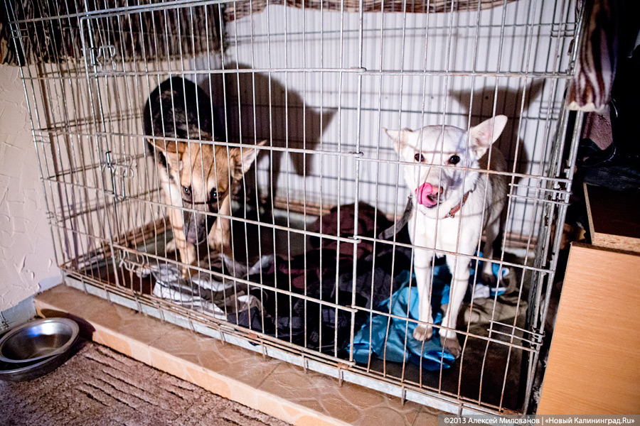 Куратор передержки для бездомных животных: «Они становятся как родные»