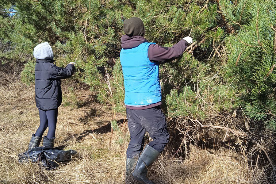 Для восстановления лесов Калининградской области собрали более 400 кг шишек (фото)