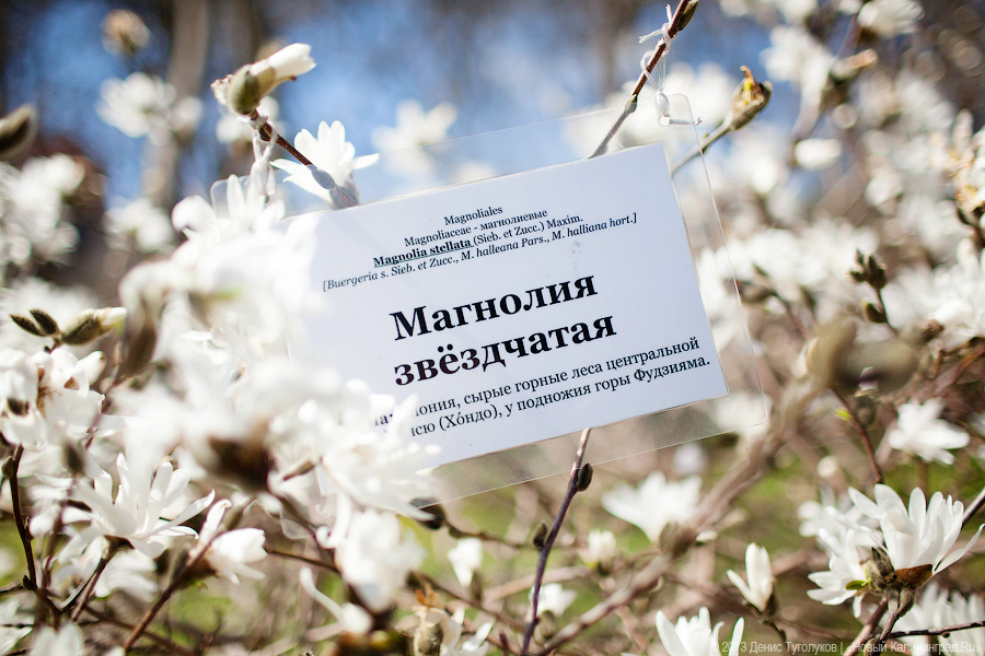 «Это всё цветочки»: в ботаническом саду расцвели магнолии