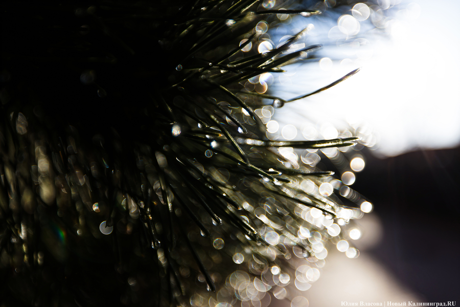 В царстве огненной лошади: как украсили Зеленоградск к Новому году (фото)