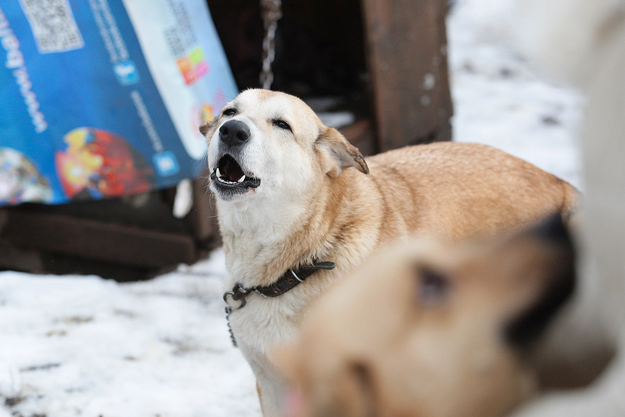 «Некуда девать»: как выглядит изнутри приют для бездомных животных
