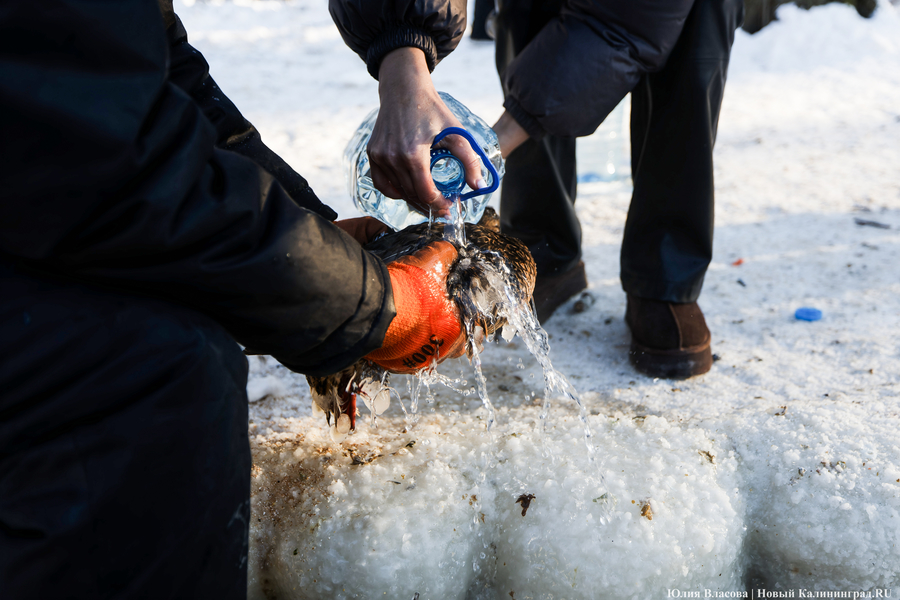 Ледяной плен: в парке Зеленоградска спасают замерзающих уток (фото)