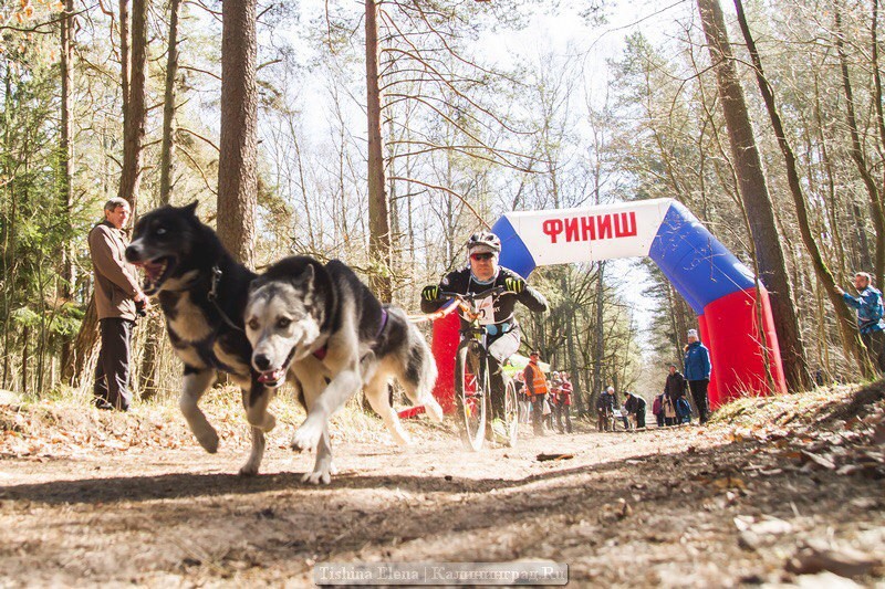 Фото предоставлено администрацией Калининграда