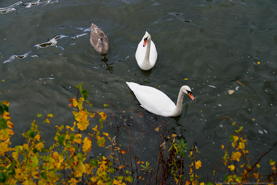 Другой берег улицы: Калининград затопило после шторма (да, опять)