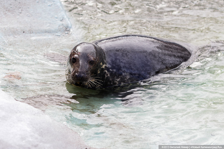 «Белый и пушистый»: портрет белька в интерьере зоопарка