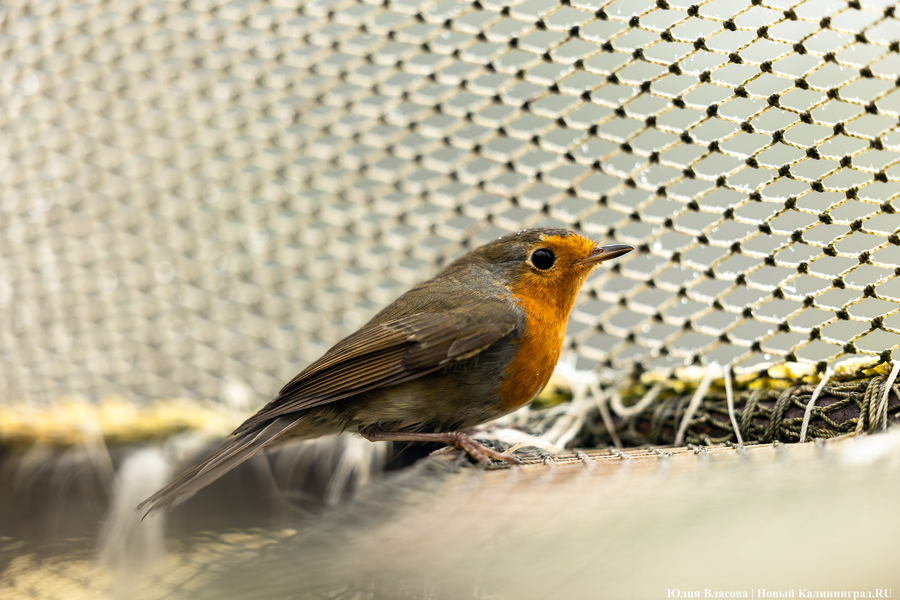 Туманность Куршской косы: как ловят и кольцуют птиц на «Фрингилле» (фото) 