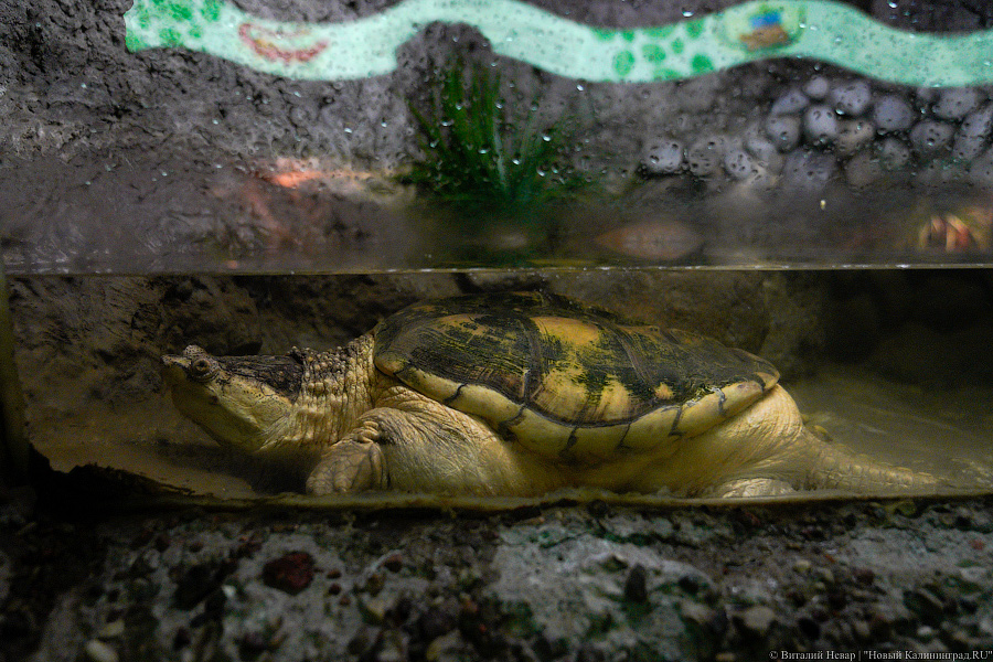 Жаба, гадюка и другие: в зоопарке открылся террариум после ремонта (фото)