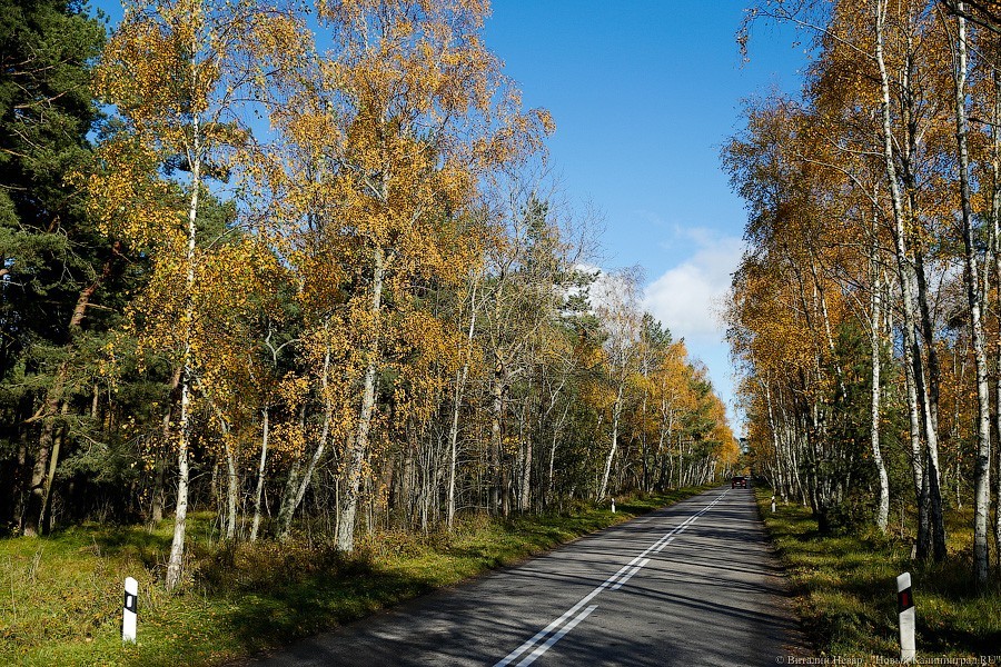 В администрации нацпарка «Куршская коса» задумались об онлайн-оплате за проезд
