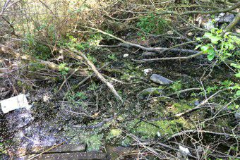 «Зеленый патруль»: концентрация вредных веществ в реке Лесной превышает нормы в сотни раз