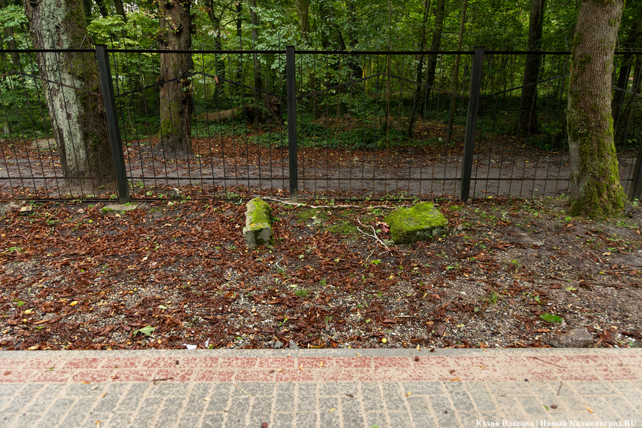 В Калининграде начали благоустраивать старое еврейское кладбище (фото)