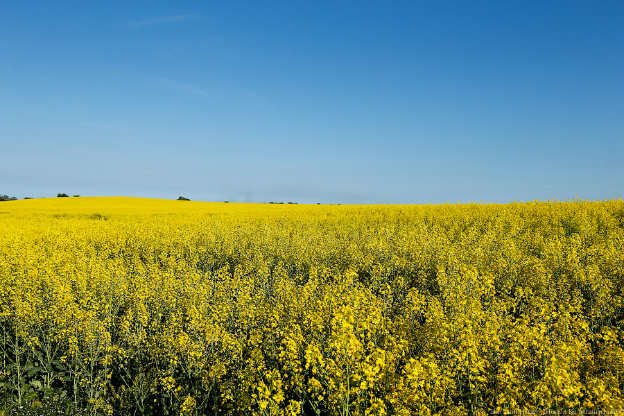 Фото: Виталий Невар / Новый Калининград