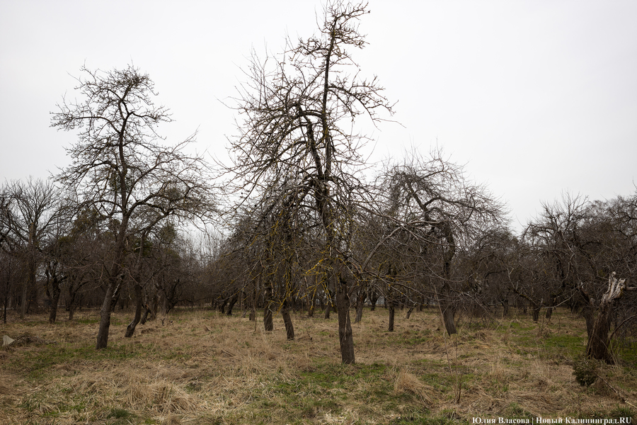 «Почти как раньше»: инвестор не отказывается восстановить историческое здание школы в Высоком (фото)