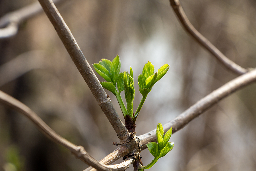 Усиление ветра и небольшие дожди: погода в Калининградской области 4 апреля