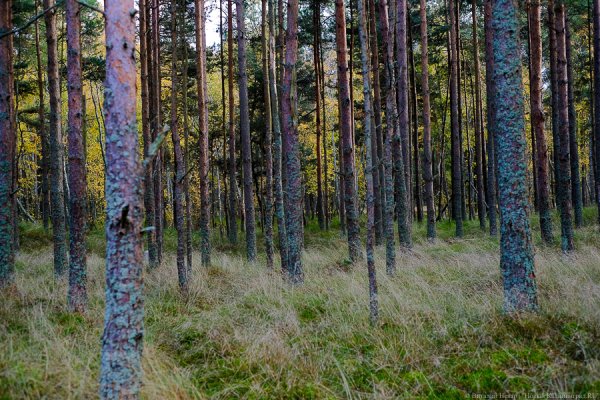 В Калининградской области создали питомник для восстановления лесов