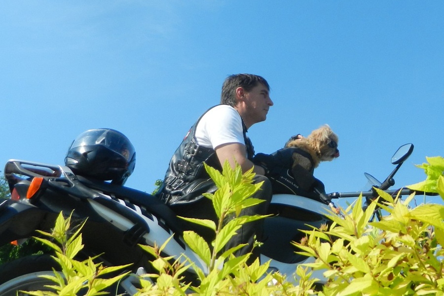 Пес-байкер, которого угонщики оставили без мотоцикла, пересел на «БМВ» друзей (фото)