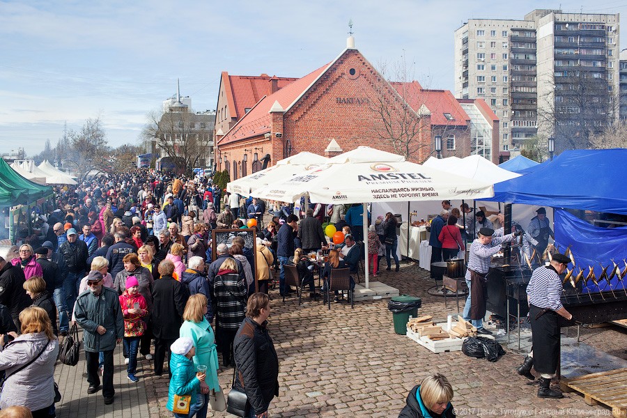Салаке и корюшке на заметку: как прошёл День селёдки в Калининграде