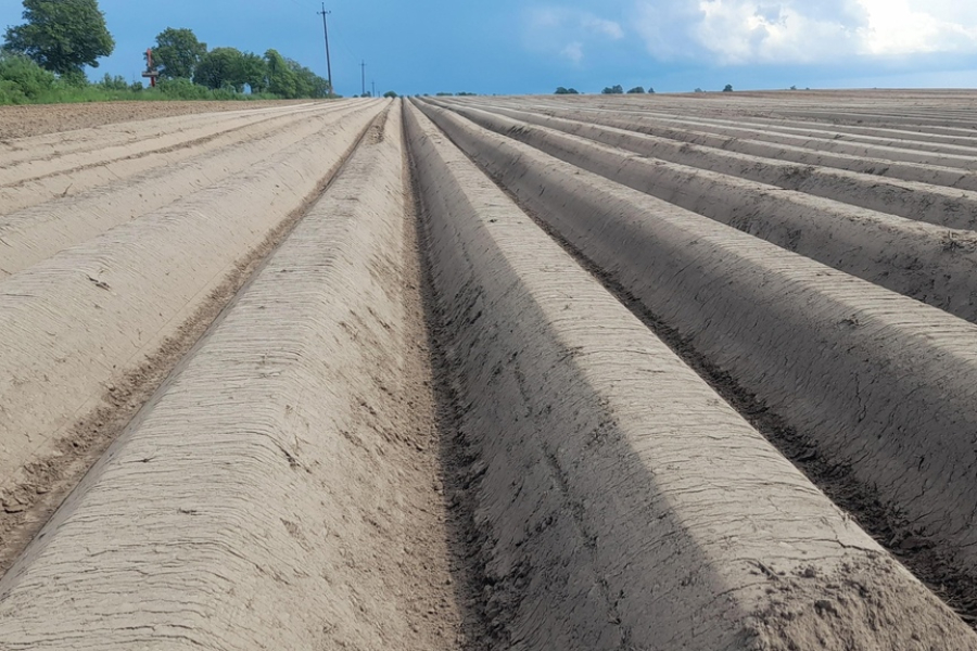 Поля Озёрского округа засадили картофелем для предприятий быстрого питания