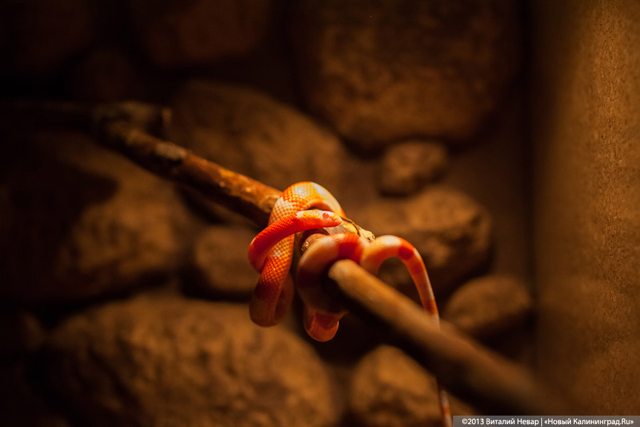 «Зов джунглей»: фоторепортаж с открытия первого калининградского экзотариума