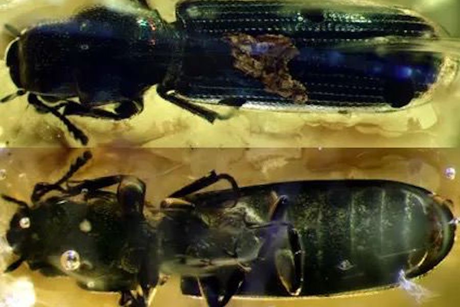 Учёный БФУ обнаружил в янтаре новый вид жука возрастом около 37 млн лет