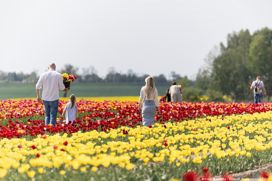 В Калинково открыли для посетителей тюльпановое поле (фото)