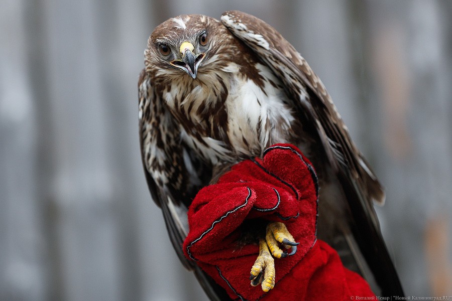 Пятеро местных и один залетный: на Куршской косе выпустили на волю канюков (фото)