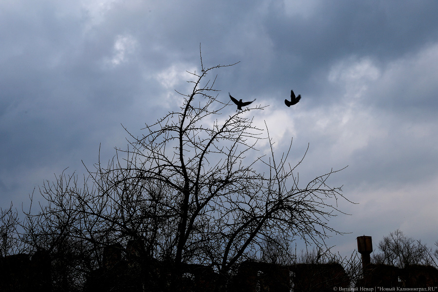 «Судьба замка под вопросом»: из-за кризиса могут рухнуть остатки Бранденбурга