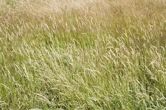 В Полесском районе не сформирован ни один участок для многодетных семей