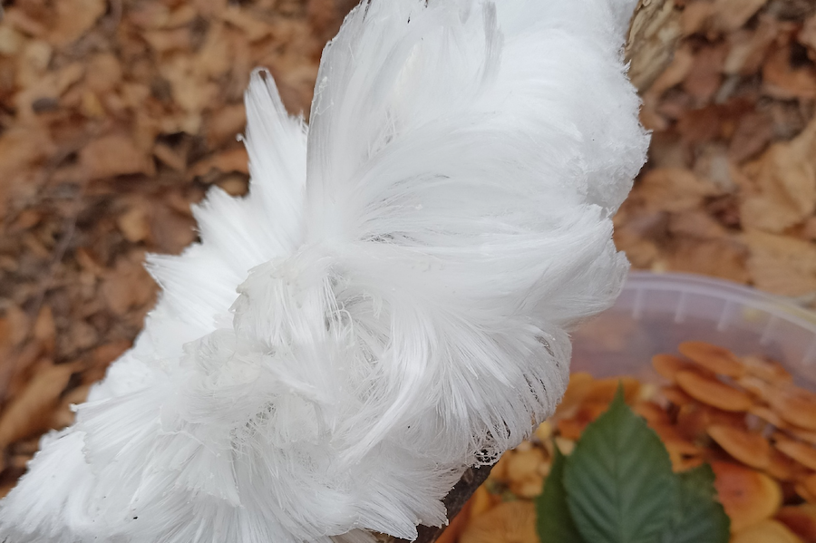 Снежная борода на дереве: в лесу под Калининградом обнаружили редкое явление (фото)